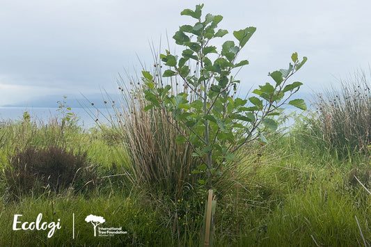 TBK is dedicated to the Environment