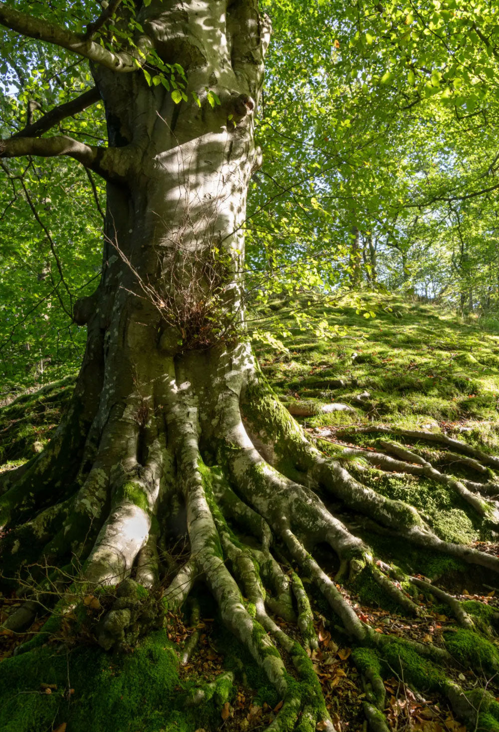 TBK is dedicated to the Environment